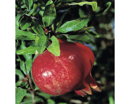 Biologische Granaatappelstruik FloraSelf Organic Punica granatum 'Molar' H 40-60 cm Co 3 L