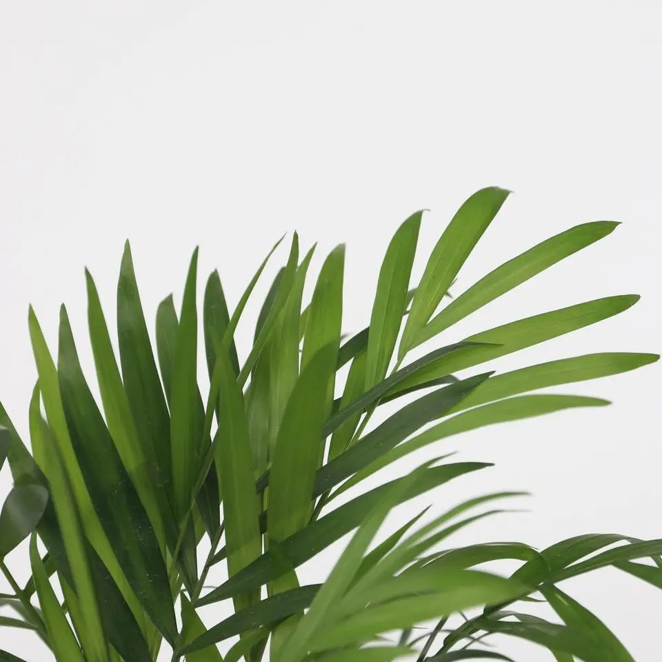 Kleine kamerpalmen - Set van 2 - Dypsis, Chamaedorea - Hoogte 25-40cm - ⌀12cm