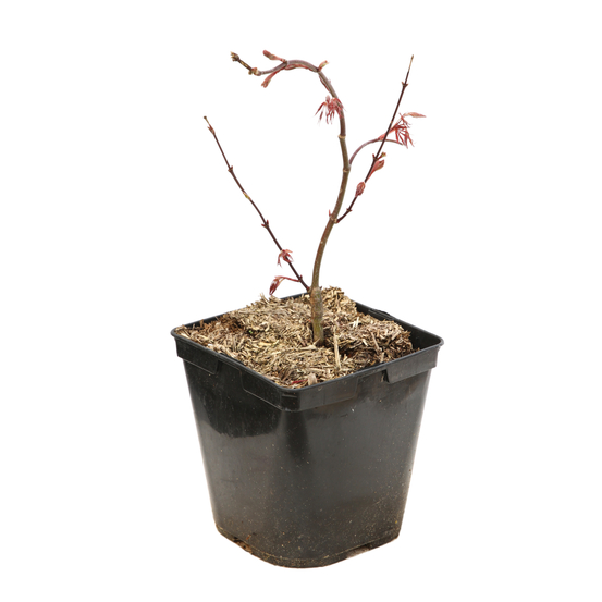 Acer dissectum 'Crimson Queen: C3L.H.40/60cm