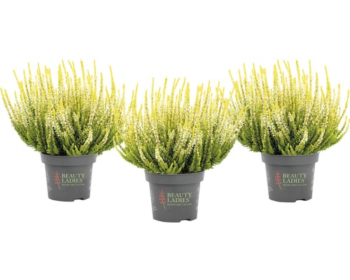 Bud Heather Mix FloraSelf Calluna vulgaris 'Beauty Ladies' Ø 11 cm pot, willekeurige variëteitselectie, effen kleur