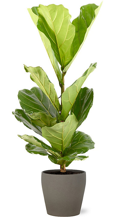 Ficus lyrata 21cm avec cache pot pierre