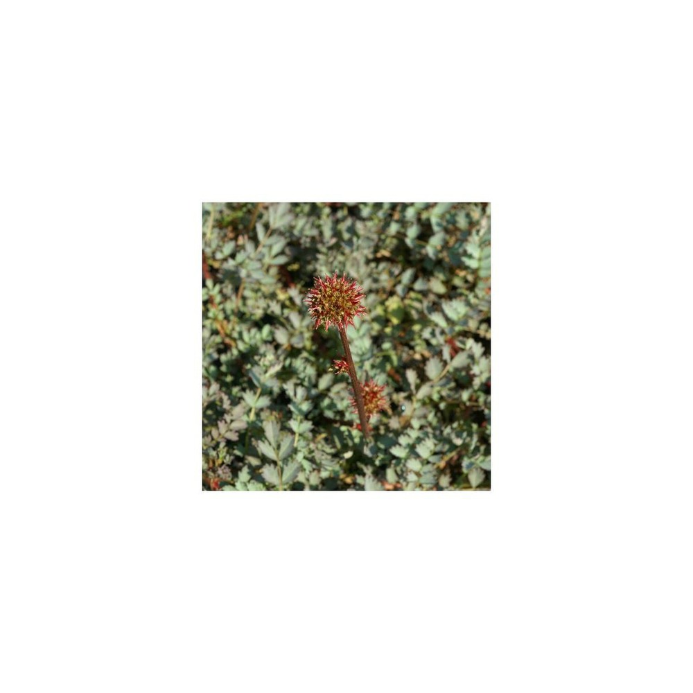 Lampourde de magellan, acaena adscendens/acaena adscendens[-]godet
