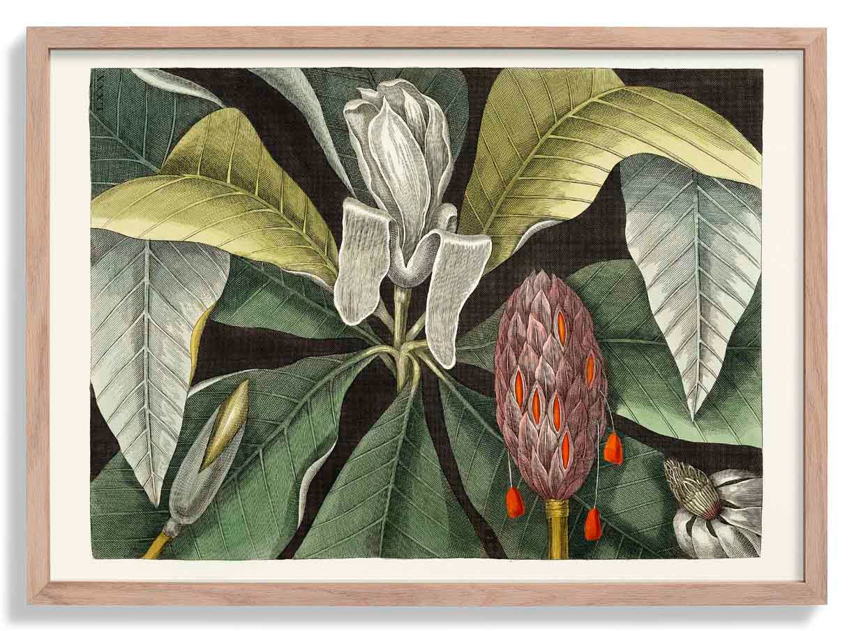 Botanischer Druck Regenschirmbaum Magnolie