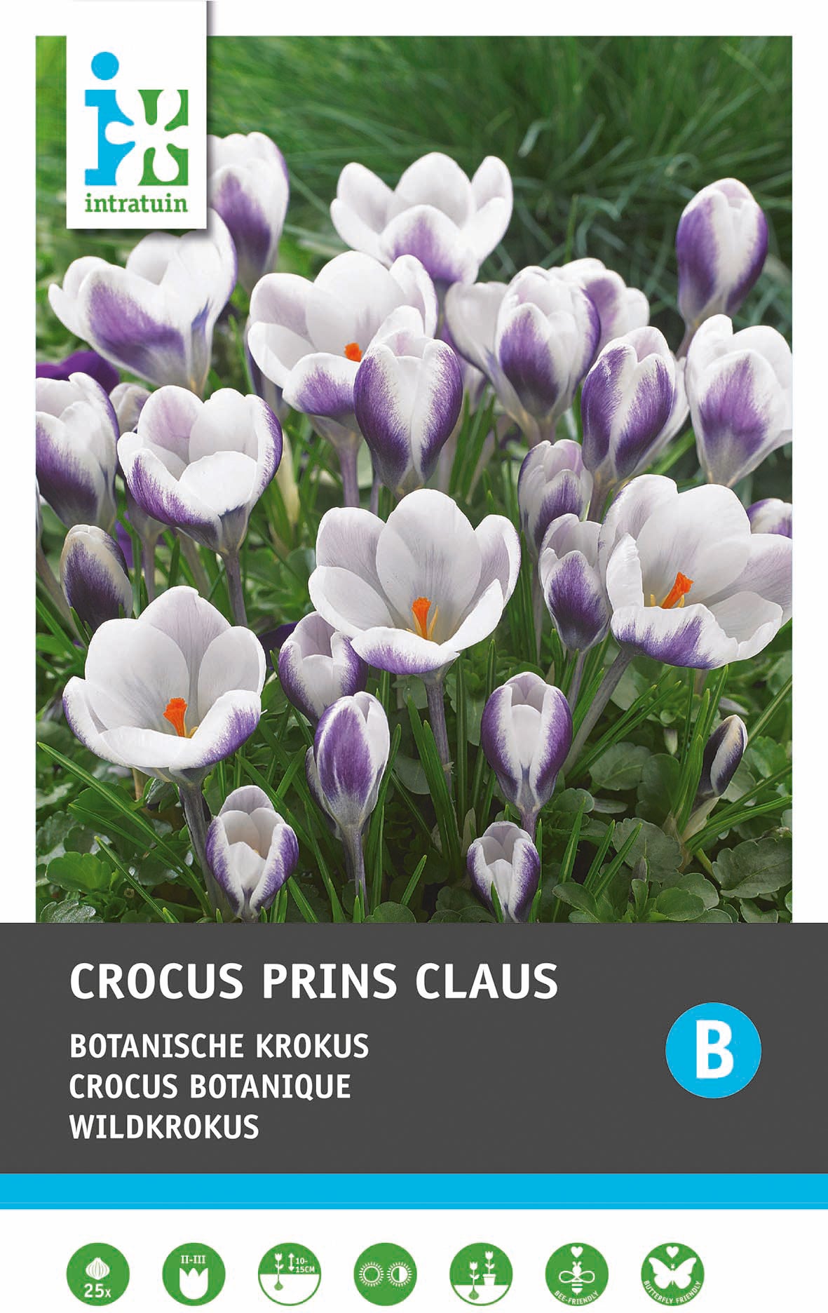Intratuin bloembollen Krokus (Crocus 'Prins Claus')25 stuks
