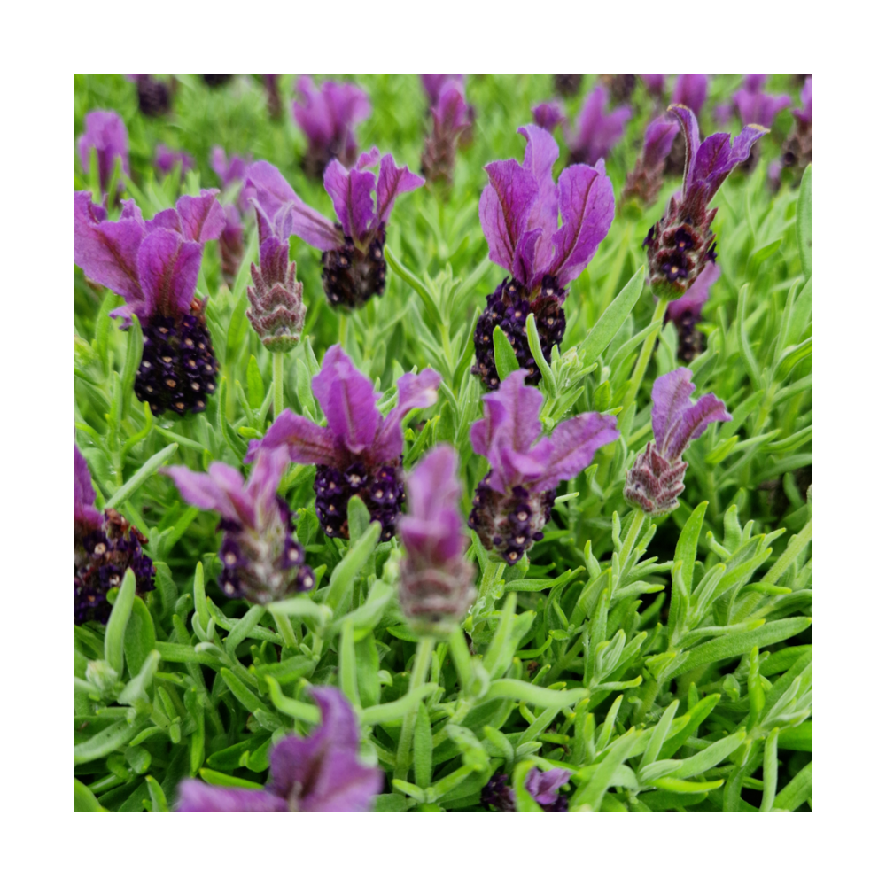 Lavande papillon stoechas magical® posy purple 'kolmapopu'/lavandula stoechas magical® posy purple 'kolmapopu'[-]godet - 5/20 cm