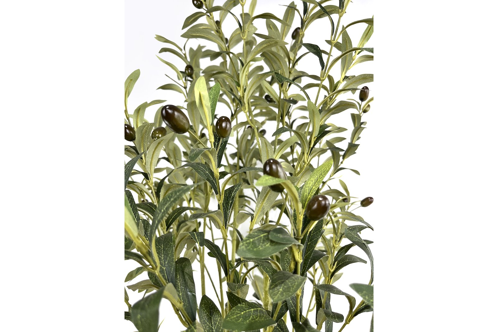 Oliventre potteplante Grønn H160 cm