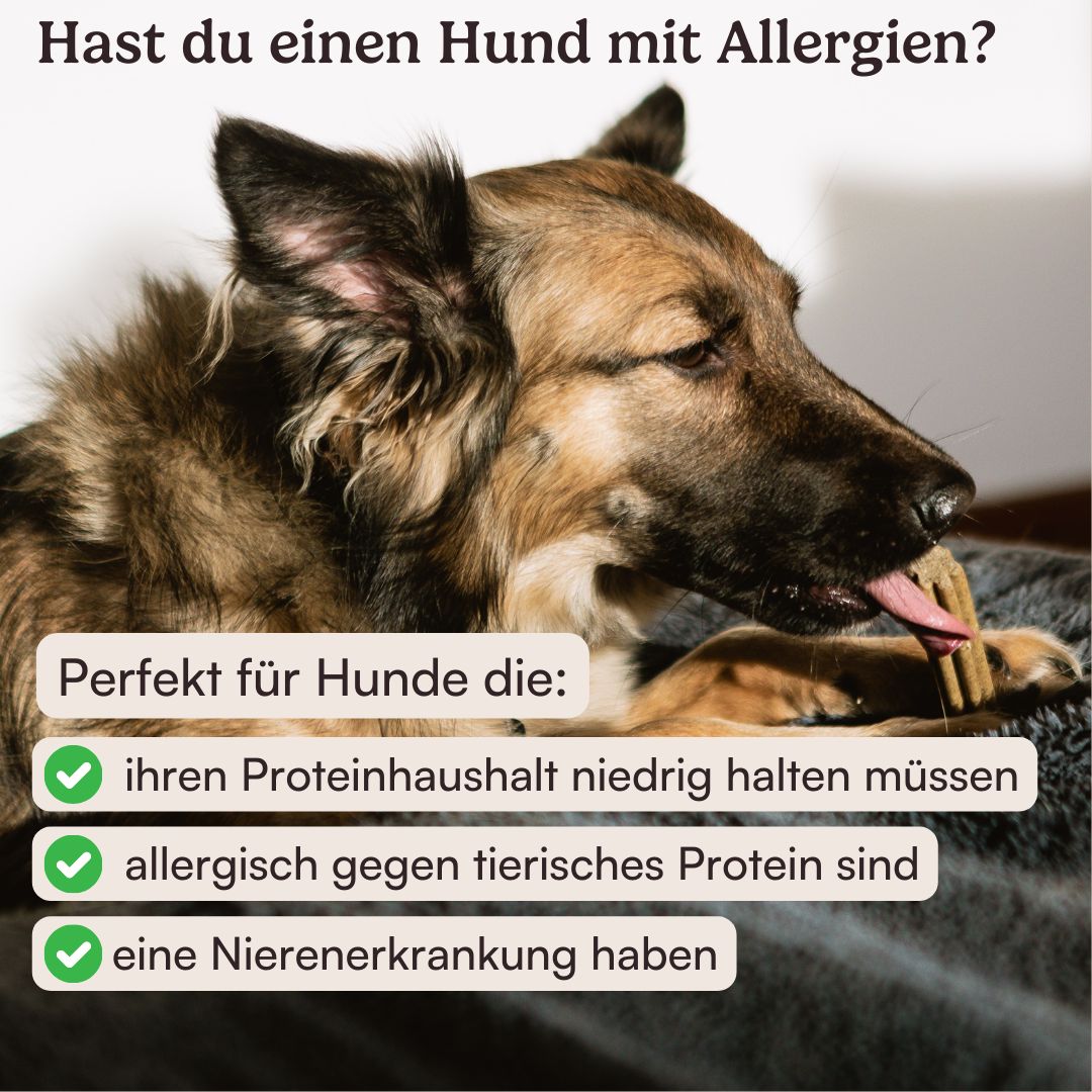 Hunderunde Dentals Traumfänger