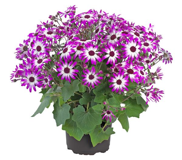 Teneriffa Stern - Cineraria