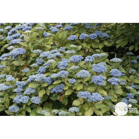 Hydrangea 'Ayesha', ctr 3 L