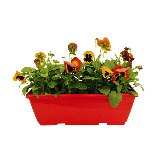 Pensée : Jardinière colorée 40 cm - Coloris variables
