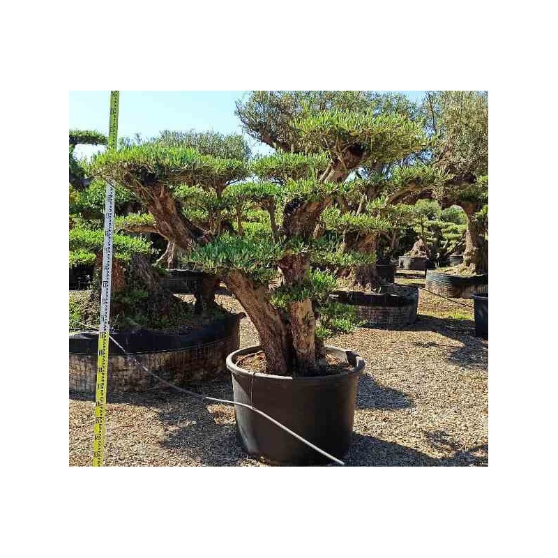 Olea europaea (oliviers) multi-plateaux blanc - taille multi-plateaux - pot 375l - 200/250cm