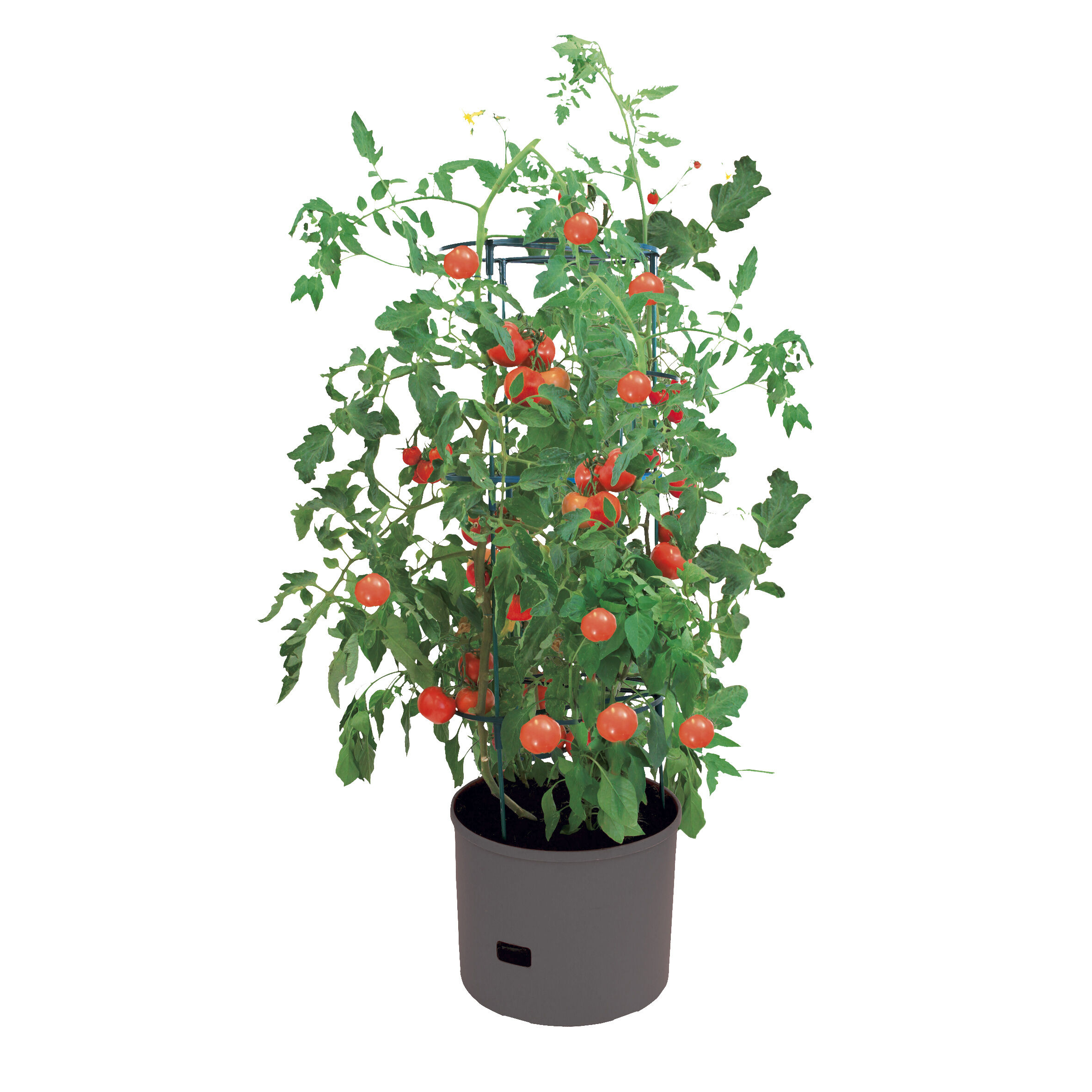 Tomatenturm Jumbo