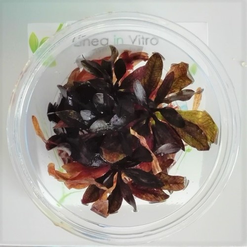 Waterplant Echinodorus 'Little Mystery' in bakje