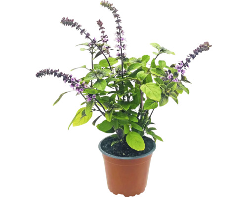Biologische Rode Basilicum FloraSelf Organic Ocimum Ø 12 cm Pot