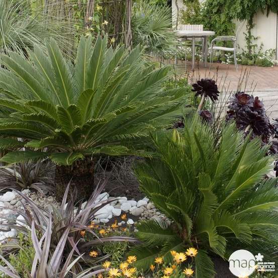 Cycas revoluta:pot D20 cm
