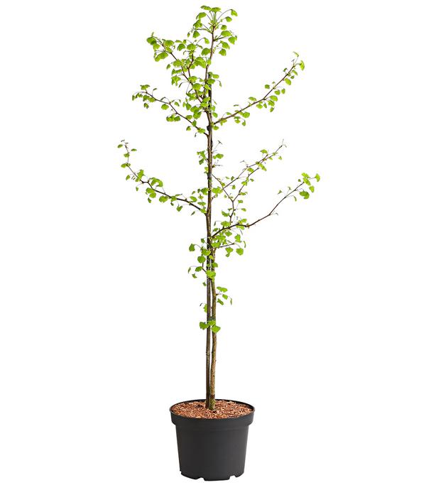 Ginkgobaum - Fächerblattbaum