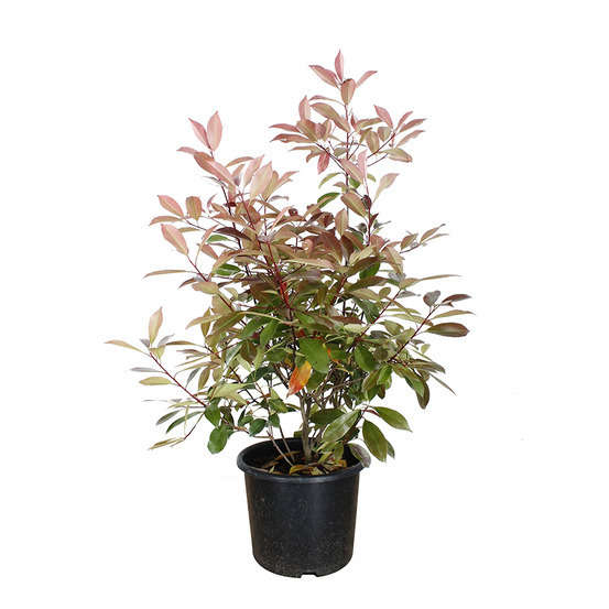 Photinia x fraseri ' Red Robin ' : ctr 15 litres