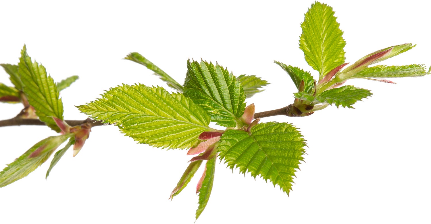 Haagbeuk (Carpinus betulus) D 17 H 90 cm