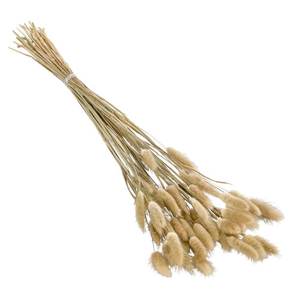 Trockenblumenbund Hasenschwanzgras, natur