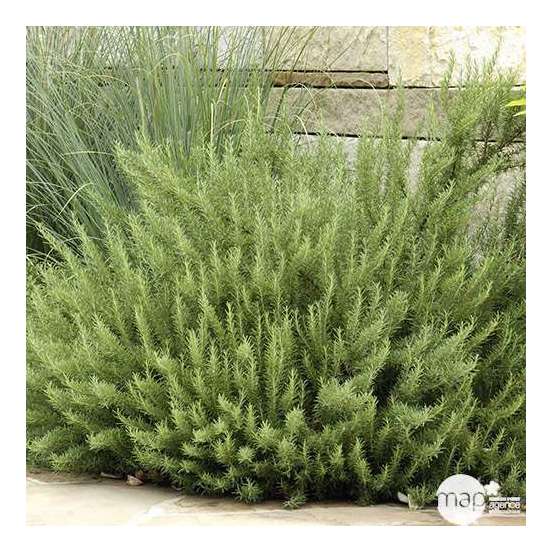 Plant de romarin : pot de 3 litres