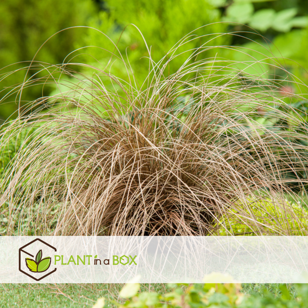 Carex comans bronco - x6 - herbe ornementale - pot de 10.5 - hauteur 15-25cm