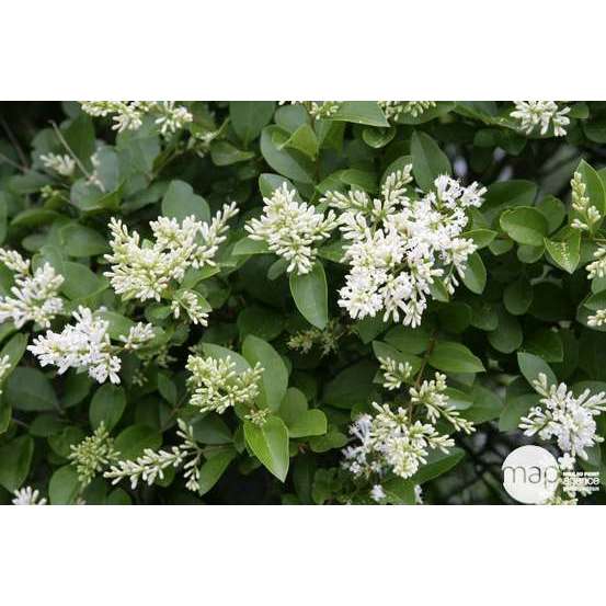 Ligustrum ovalifolium :H 80/100 cm ctr 4 litres
