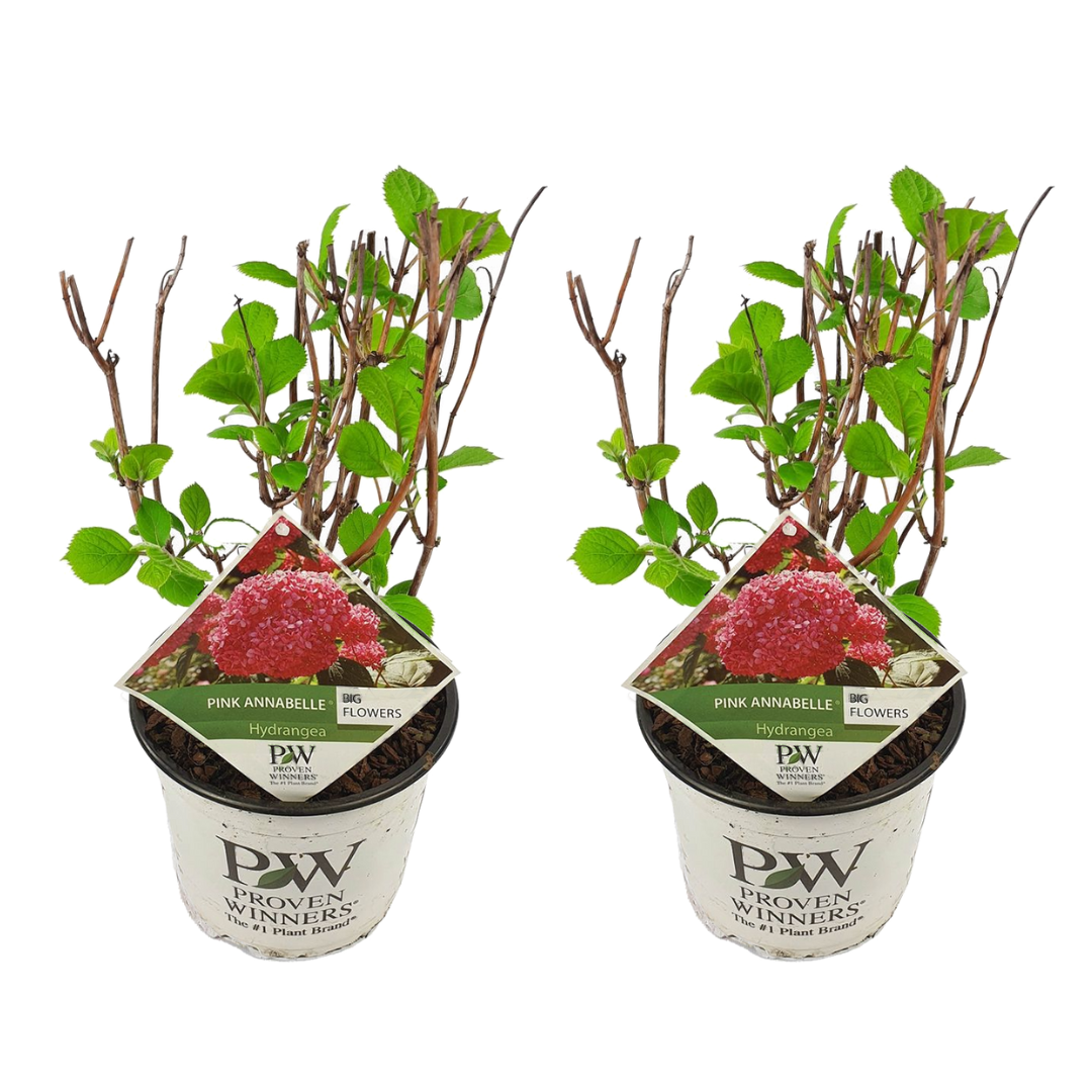 Hydrangea pink annabelle - hortensia - 2 pcs - rose - ⌀19 cm - hauteur 40-50 cm