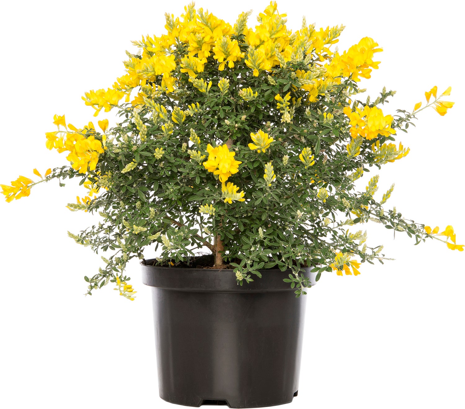 Kamerbrem (Cytisus racemosus) D 13 H 25 cm