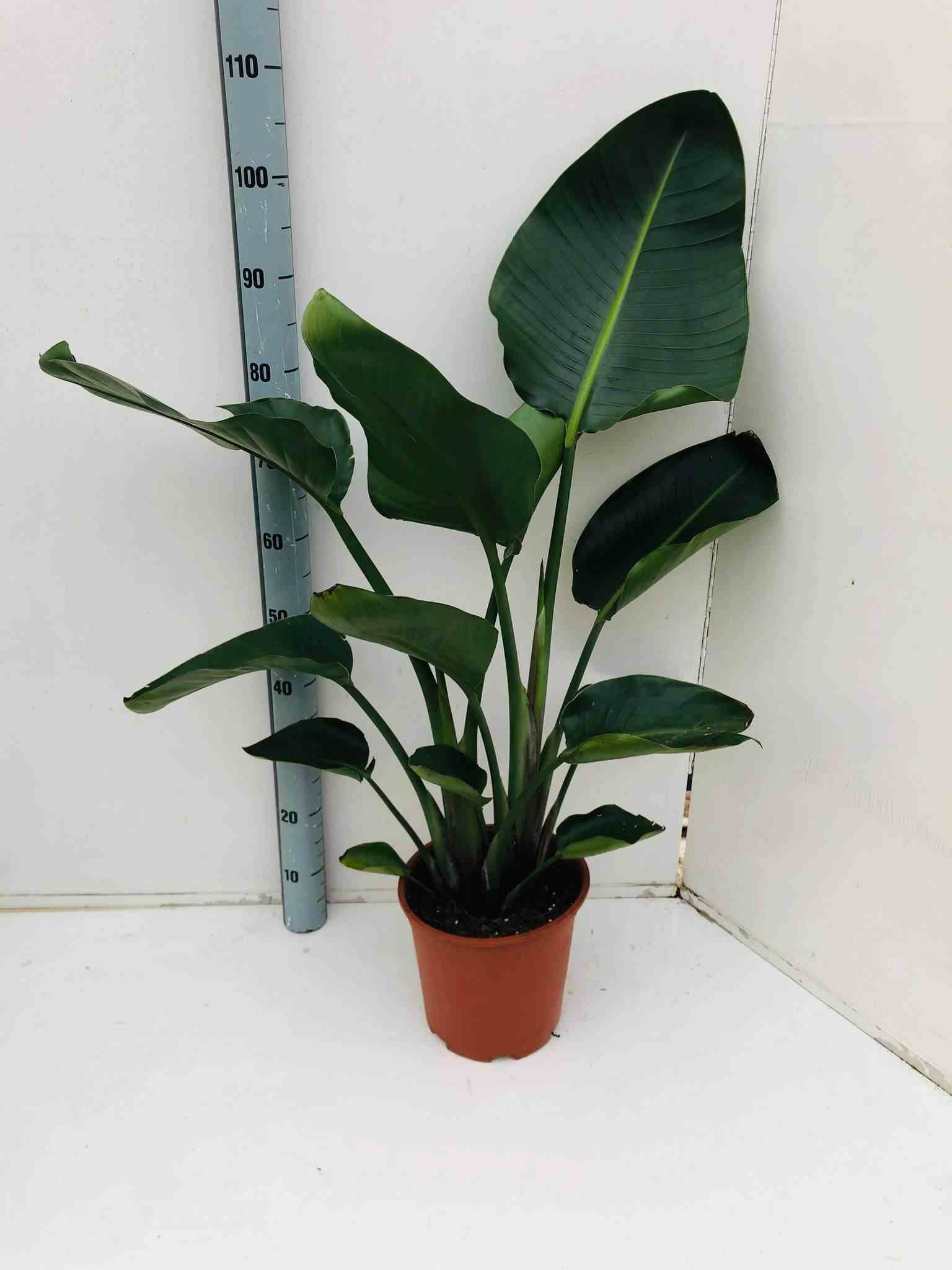 Strelitzia nicolai (oiseaux du paradis géant) blanc et bleu - taille pot de 18 litres ? 140/160cm 3 pieds