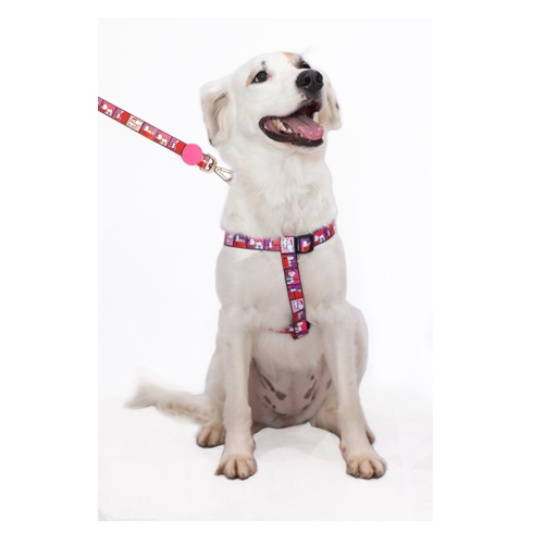 Coleira para cães Zooz Pets em poliéster colorido