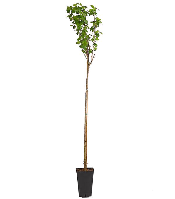 Johannisbeere 'Schwarze Perle'