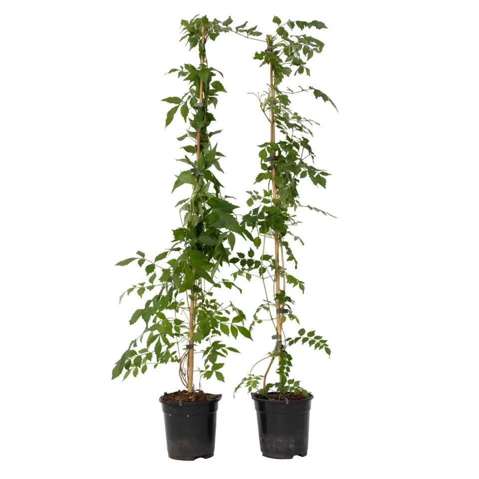 Trompetbloem - Set van 2 - Campis radicans 'Flava' - Hoogte 110-120cm - ⌀17cm