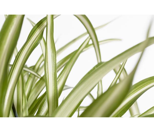 Grünlilie - Chlorophytum comosum 'Variegata'