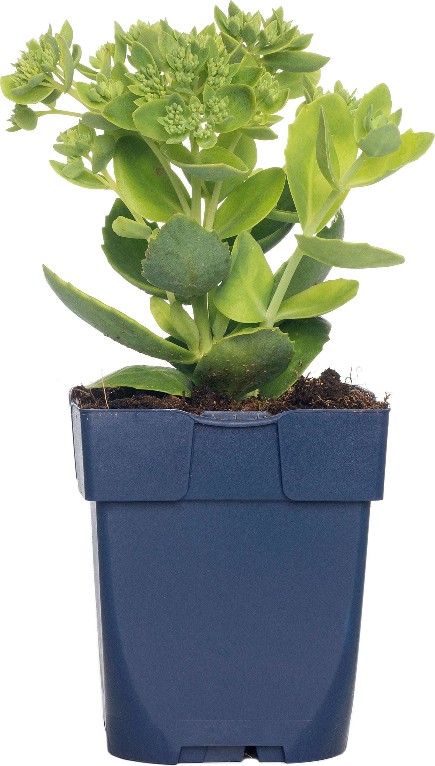 Hemelsleutel (Sedum hybrida 'Herbstfreude') D 11 H 10 cm