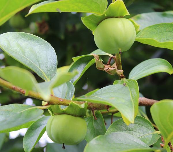Kaki 'Ragno'