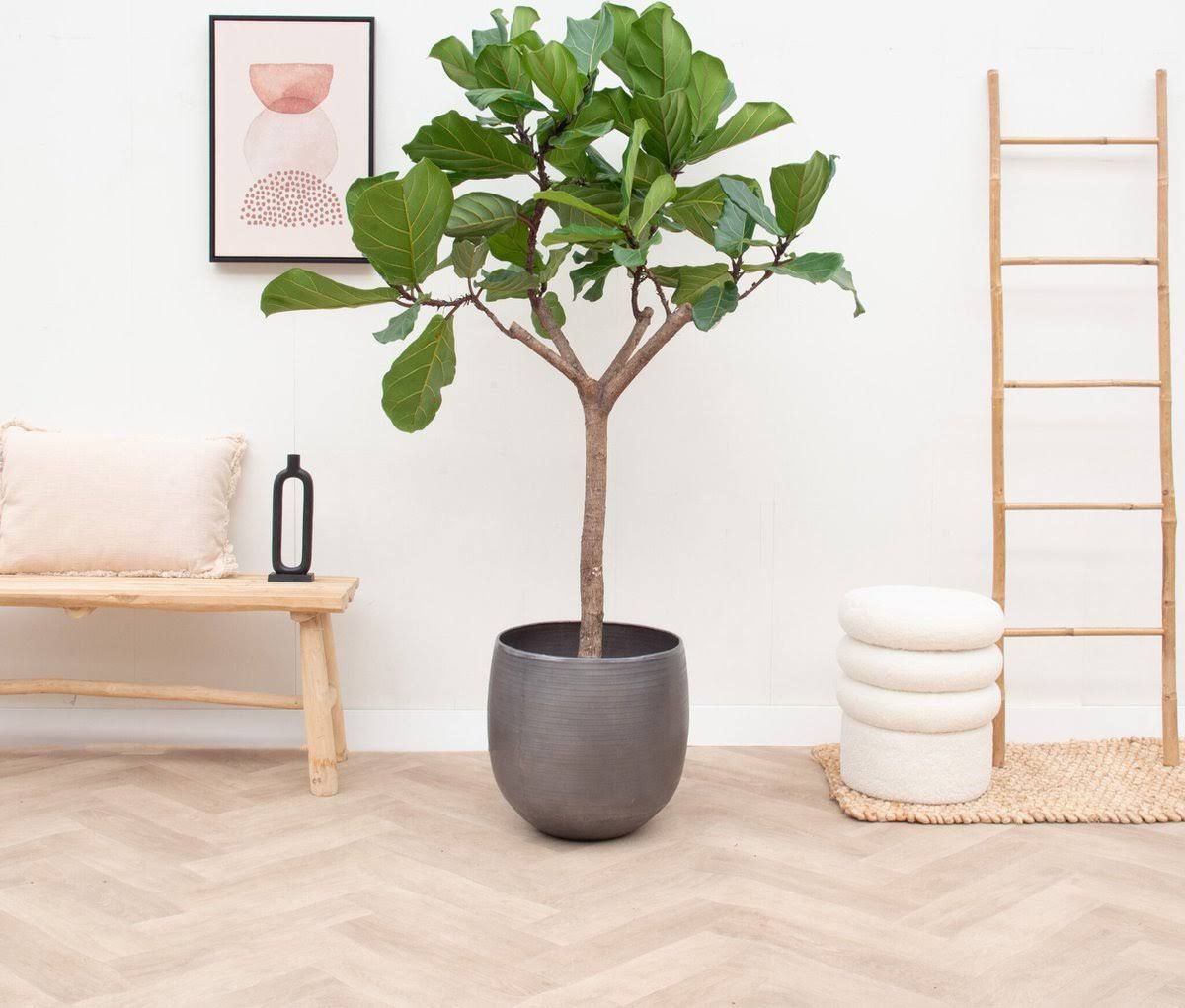 xxl plants Ficus Lyrata-Baum 180 cm