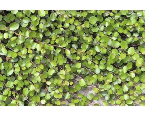 Draadstruik FloraSelf Muehlenbeckia axillaris Ø 12 cm pot
