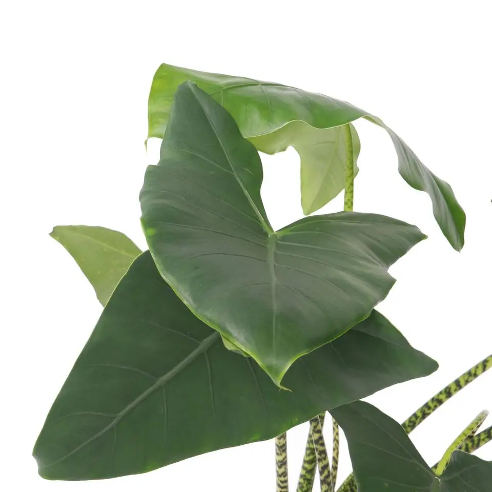 Olifantsoor - Alocasia 'Zebrina' - Hoogte 140-150cm - ⌀32cm