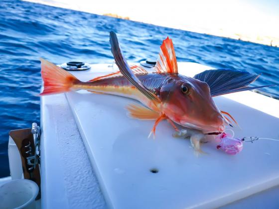 Blank Snapper Beast 84VS 2.13m verti 30-130gr Tenya