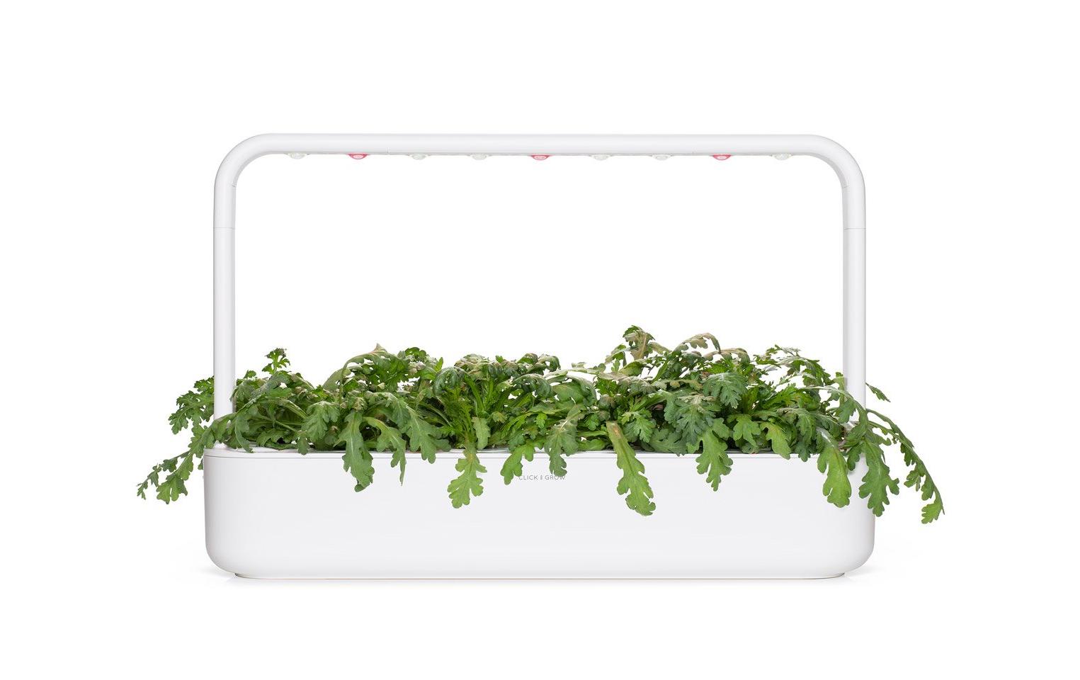 Samen Shungiku 3er-PackNachfüllpackung zum Smart Herb Garden