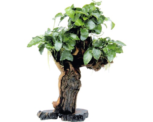 Grote Mbuna met dwergspeerblad - Grote Mbuna met Anubias barteri var. Nana ca. 12 x 19 x 45 cm