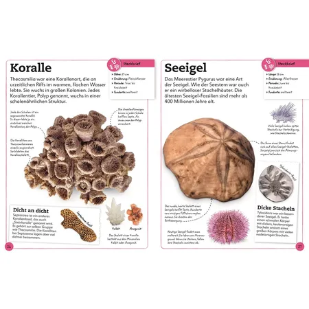 DK Verlag Fossilien