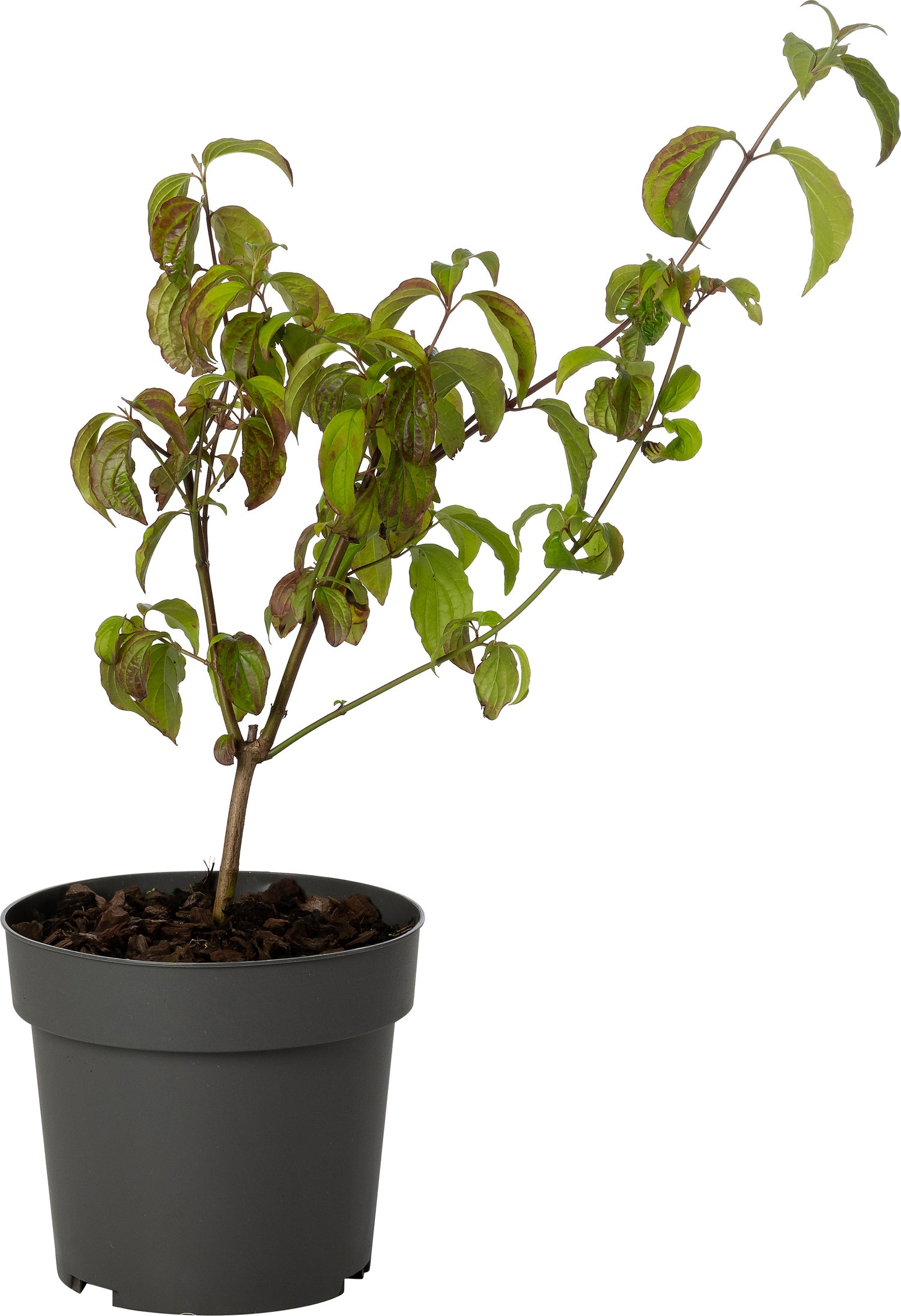 Rode Kornoelje (Cornus sanguinea) D 19 H 30 cm