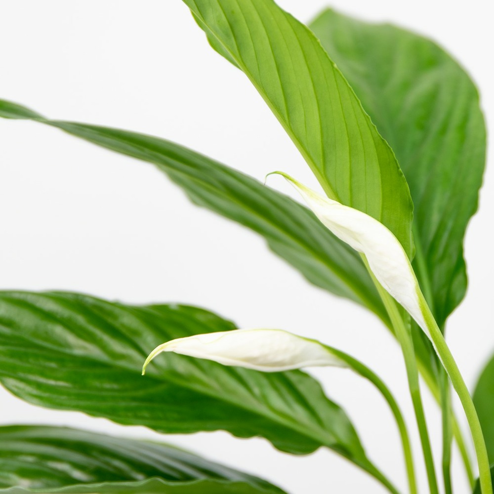 2x spathiphyllum 'torelli' - peace lily - purificateur d'air – ⌀12 cm - ↕35-45 cm