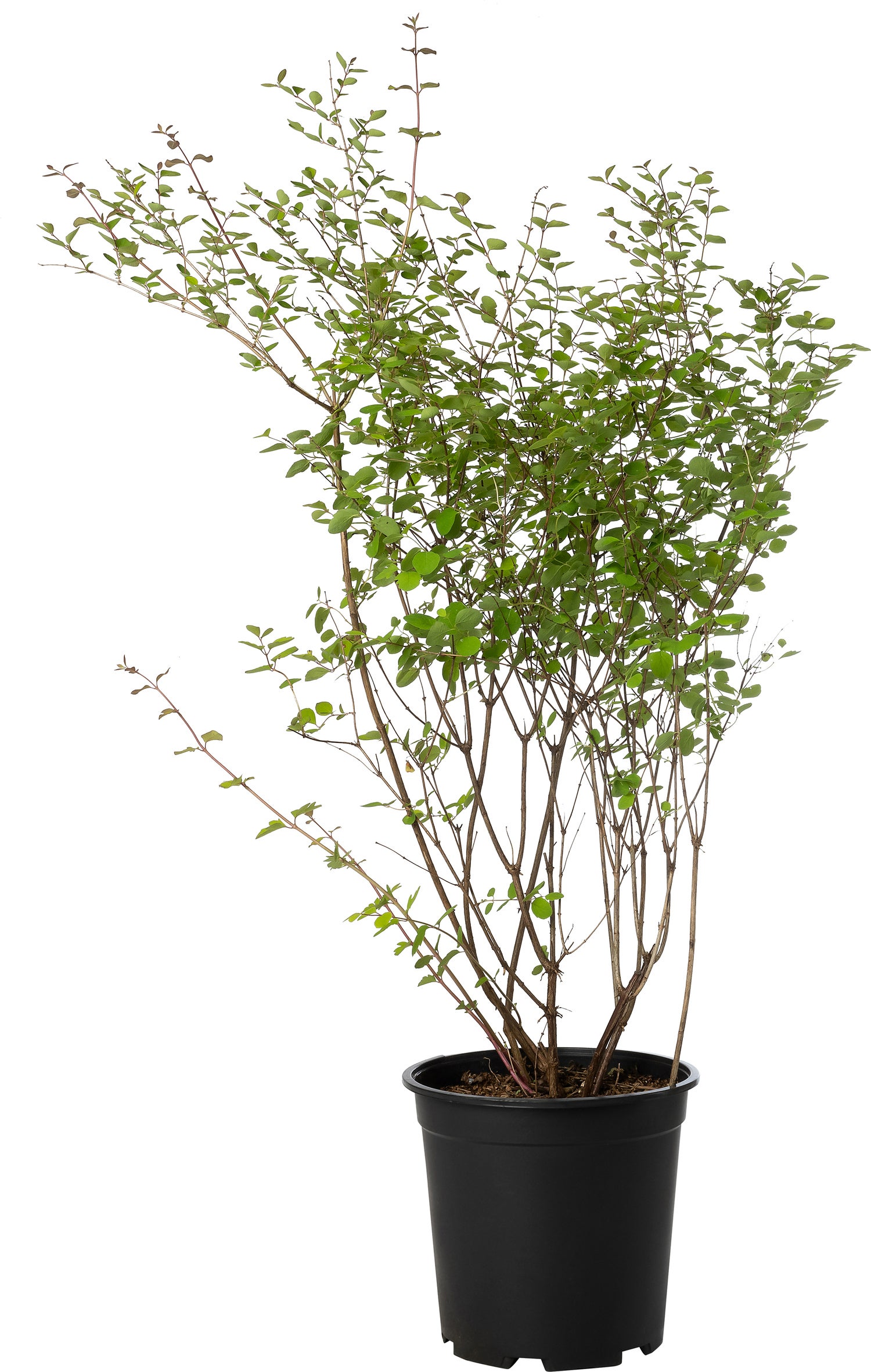 Sneeuwbes (Symphoricarpos doorenbosii 'Mother of Pearl') D 24 H 50 cm
