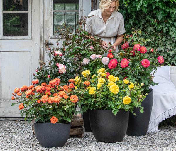 Edelrose 'Nostalgie®'