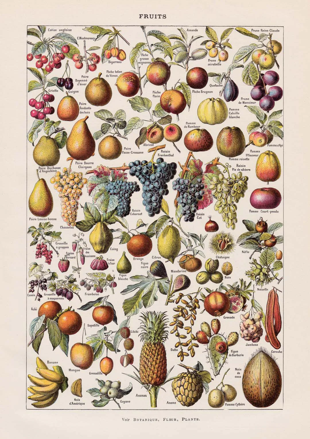 Antike Früchte von Adolphe Millot