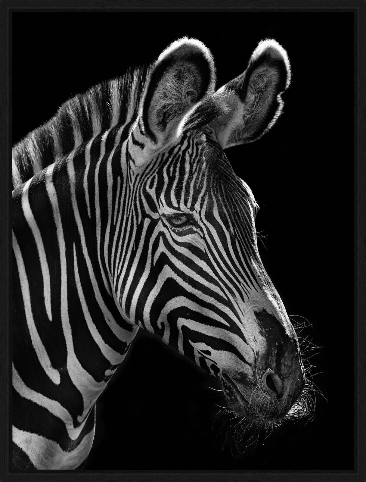 Zebra by Mikhail Kirakosyan - Limited Edition. Edition of: 150. Signed.