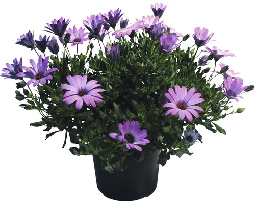 Kaapse madeliefje FloraSelf Osteospermum ecklonis Ø 14 cm pot willekeurige variëteitselectie