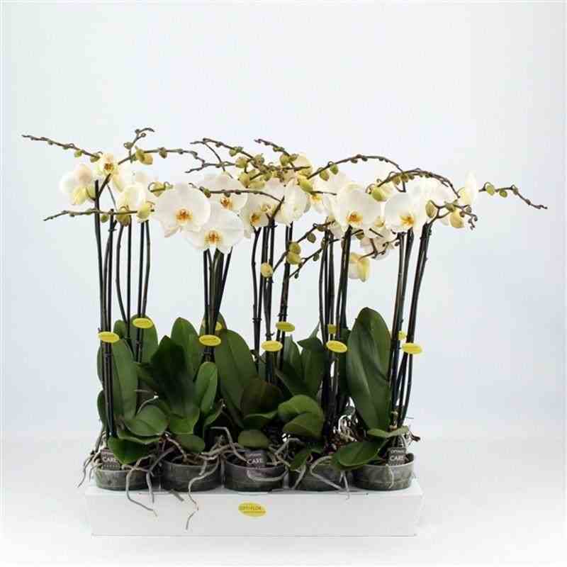Phalaenopsis hybride blanche (orchidée papillon) taille pot de 1 litre - 60/70 cm